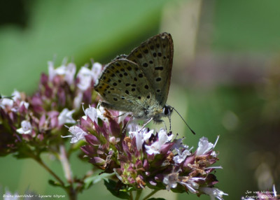 Bruine vuurvlinder - Lycaena tityrus - Boutx - Frankrijk