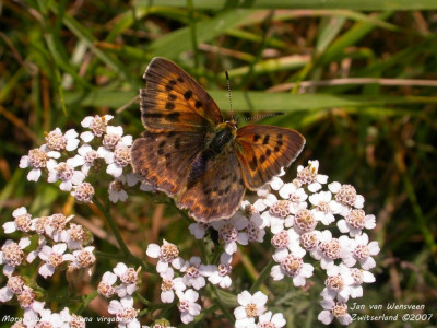 Morgenrood - Lycaena virgaureae - Wallis - Zwitserland