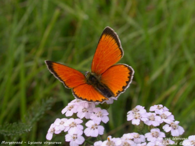 Morgenrood - Lycaena virgaureae - Wallis - Zwitserland