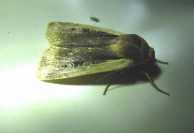 124554634_1 Haarbos.jpg