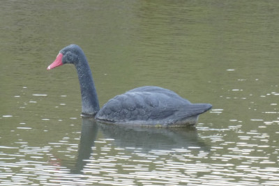 Plastic Zwaan
