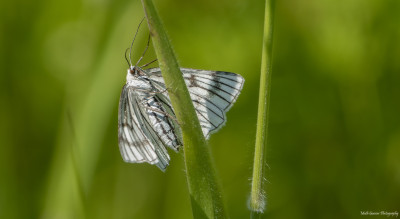 Vals witje   Overstehof Landgraaf  31 mei '21.