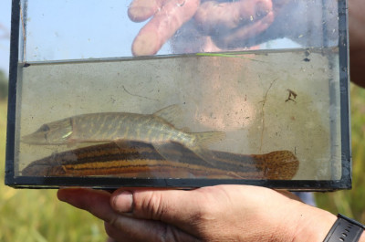 IMG_3501-2 Grote modderkruiper (Misgurnus fossilis) en Snoek (Esox lucius).JPG