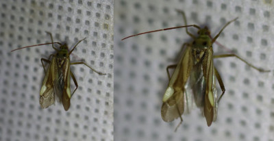 IMG_3389-2 Luzernesierblindwants (Adelphocoris lineolatus).jpg