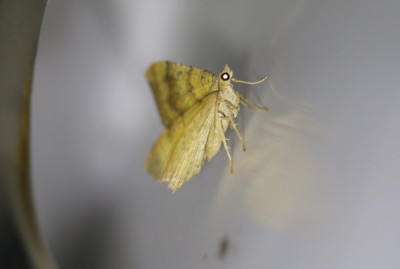 IMG_1274-2 Gestreepte goudspanner (Camptogramma bilineata).JPG