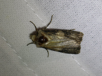 IMG_1702-2 Puta-uil (Agrotis puta).JPG