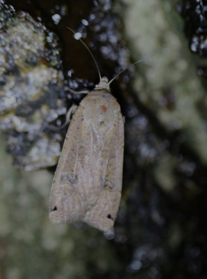 IMG_1683-2 Huismoeder Noctua pronuba).JPG