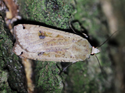 IMG_1670-2 Huismoeder Noctua pronuba).JPG