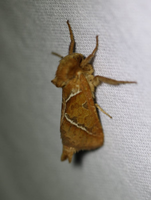 IMG_1549-2 Oranje wortelboorder (Triodia sylvina).JPG
