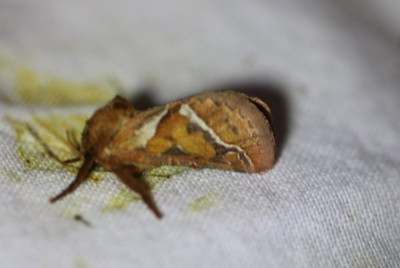IMG_1290-2 Oranje wortelboorder (Triodia sylvina).JPG