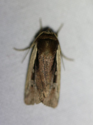 IMG_1418-2 Haarbos (Ochropleura plecta).JPG