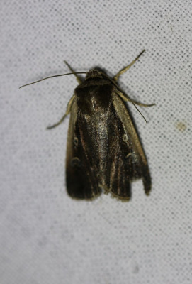 IMG_1578-2 Haarbos (Ochropleura plecta).JPG