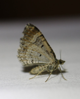 IMG_1601-2 Vierbandspanner onbekend (Xanthorhoe ferrugata  of spadicearia).JPG