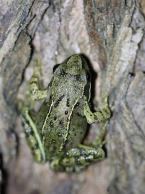 IMG_1656-2 Bruine kikker (Rana temporaria).JPG