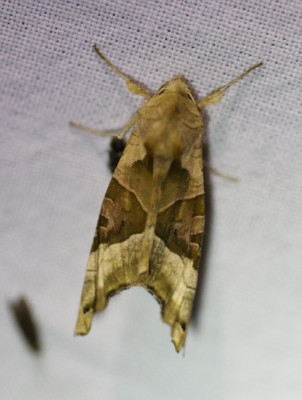 IMG_1364-2 Agaatvlinder (Phlogophora meticulosa).JPG
