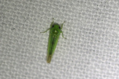 IMG_1266-3 (Groene) Dwergcicade (Kybos sp.).JPG