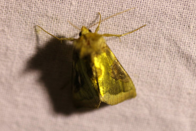 IMG_1720-2 Koperuil (Diachrysia chrysitis).JPG