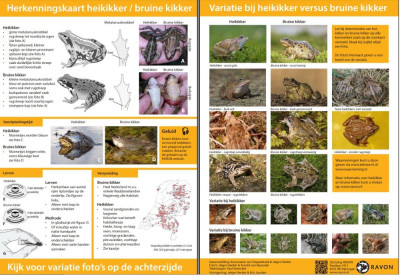 RAVON Herkenningskaart Bruine versus Heiikker.jpg