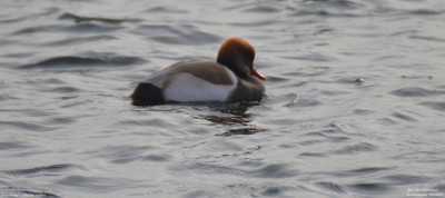 Krooneend - Netta rufina - Kralingseplas - 2024