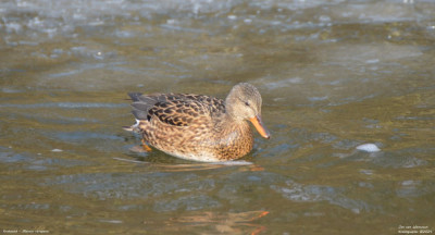 Krakeend - Mareca strepera - Kralingseplas