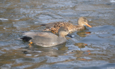 Krakeend - Mareca strepera - Kralingseplas