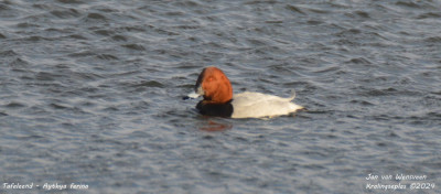 Tafeleend - Aythya ferina - Kralingseplas