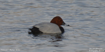 Tafeleend - Aythya ferina - Kralingseplas