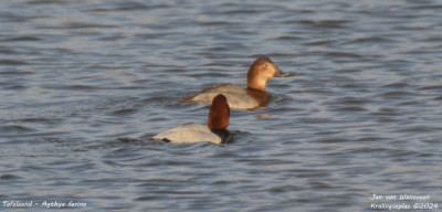 Tafeleend - Aythya ferina - Kralingseplas