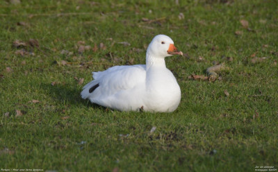 Parkgans - Anser anser forma domestica - Kralingseplas