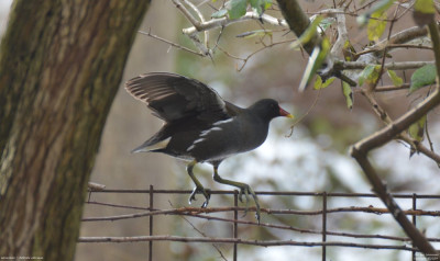 Waterhoen - Gallinula chloropus - Eigen tuin