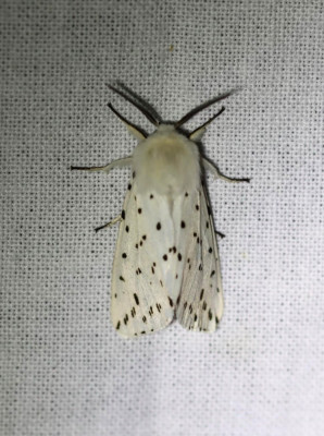 IMG_0685-2 Witte tijger (Spilosoma lubricipeda).JPG