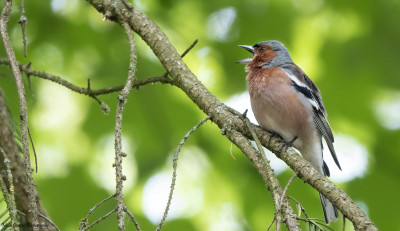 Vink   Strijthagerbeekdal/Landgraaf  28 mei '21