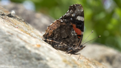 Atalanta  Overste Hof Landgraaf  31 mei '21