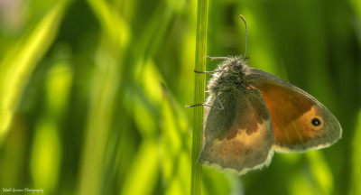 Hooibeestje  Hoogveld/Heerlerbaan  2 mei '21