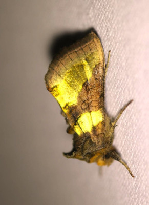 IMG_7101-2 Koperuil (Diachrysia chrysitis).jpg