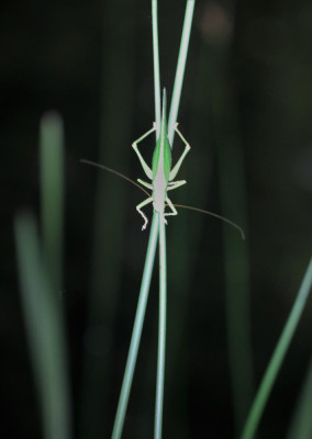 IMG_6873-2 Grote groene sabelsprinkhaan (Tettigonia viridissima).jpg