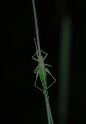 IMG_6881-2 Grote groene sabelsprinkhaan (Tettigonia viridissima).jpg