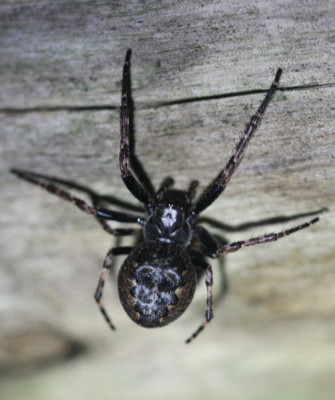 IMG_6617-2 Platte wielwebspin (Nuctenea umbratica).jpg