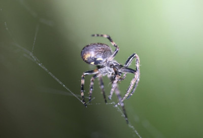 IMG_6601-2 Platte wielwebspin (Nuctenea umbratica).jpg