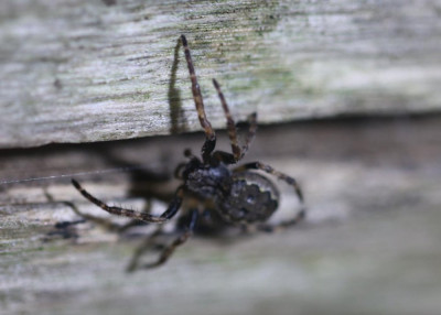 IMG_6623-2 Platte wielwebspin (Nuctenea umbratica) man.jpg