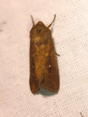IMG_6708-2 Witstipgrasuil (Mythimna albipuncta).jpg