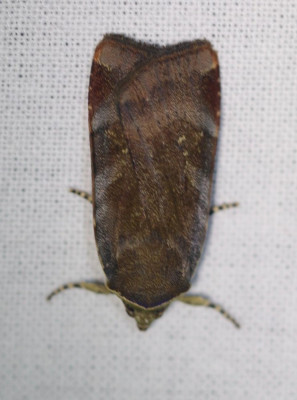 IMG_6990-2 Open-breedbandhuismoeder (Noctoa janthina).jpg