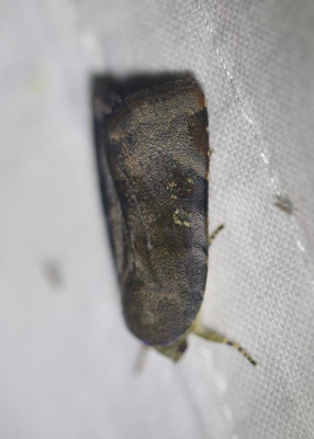 IMG_6735-2 Open-breedbandhuismoeder (Noctua janthe).jpg