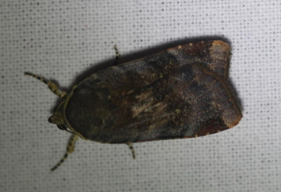 IMG_6995-2 Open-breedbandhuismoeder (Noctoa janthina).jpg