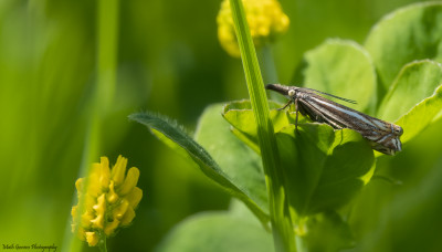 Vroege Grasmot   Hoogveld/Heerlerbaan 2 juni '21.