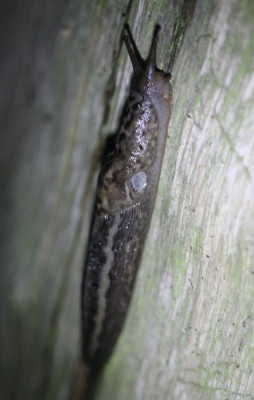 IMG_6869-2 Grote aardslak (Limax maximus).jpg