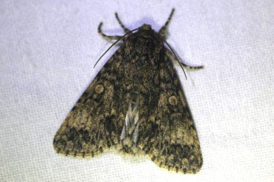 IMG_6905-2 Schilddrager (Subacronicta megacephala).jpg