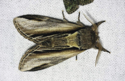 IMG_6944-2 Brandvlerkvlinder (Pheosia tremula).jpg