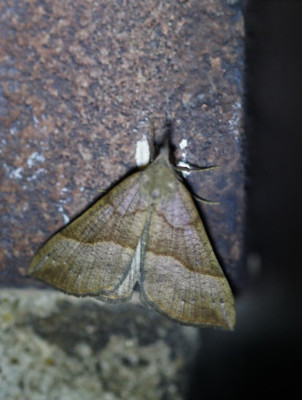 IMG_7361-2 Bruine snuituil (Hypena proboscidalis).jpg