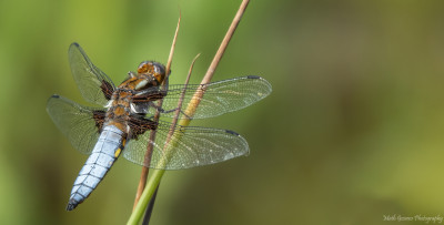 Platbuik (Broad-.bodied Chaser)  Hoogveld/Heerlerbaan 4-5-2-'21.